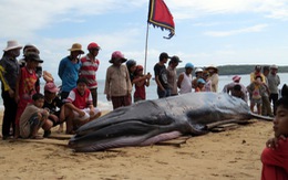 ​Cá voi dài 6m “lụy” bờ