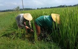 Khuyến cáo  không tăng diện tích lúa Nhật tại VN