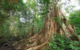 Xây 18km đường xuyên rừng, vườn Cát Tiên không bị ảnh hưởng?