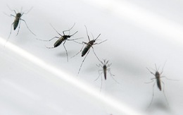 Brazil báo động nguy cơ virút hại não Zika lây qua muỗi
