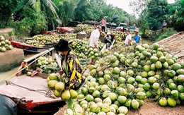 ​Bến Tre: sản phẩm từ dừa chiếm 30% tổng kim ngạch xuất khẩu