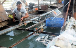 Hàng trăm ký cá chết mỗi ngày, người nuôi cá bè thiệt hại nặng