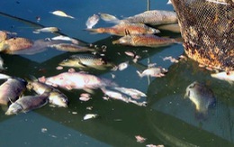 ​Có thể hợp tác quốc tế tìm nguyên nhân cá chết hàng loạt