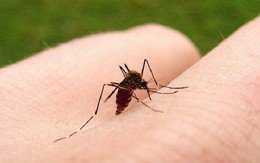 ​Brazil cho phép sử dụng vắc xin phòng virus sốt xuất huyết