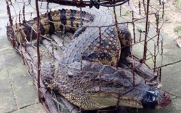 Bắt được cá sấu dài 1,2 mét trong khu dân cư