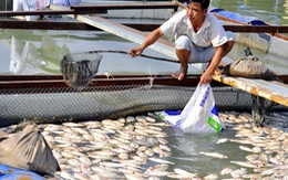 Công an khảo sát vụ cá chết hàng loạt tại Đồng Nai