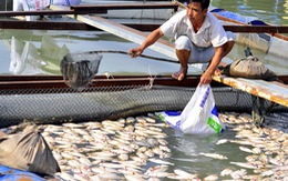 Cảnh sát môi trường vào cuộc vụ cá chết hàng loạt ở Đồng Nai
