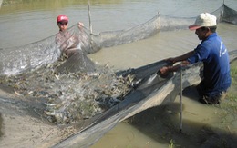 ​Quy hoạch nuôi tôm nước lợ vùng Đồng bằng sông Cửu Long