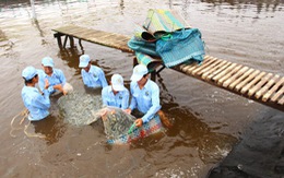 Nuôi tôm thẻ chân trắng trong nhà kính