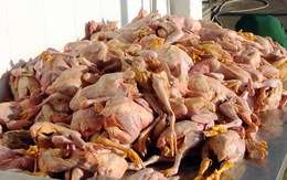 Nhà xe Mai Lan 7 lần chở gà chết về miền Tây tiêu thụ