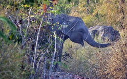 ​Khởi động kế hoạch khẩn cấp bảo tồn voi rừng Yok Đôn
