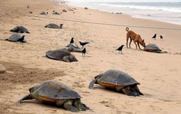 Rùa biển Olive Ridley chết hàng loạt trên bờ biển Ấn Độ
