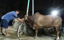 Phục bắt bơm nước vào bò tại “thủ phủ lò mổ” Bình Thuận