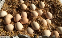 Bắt hai xe khách vận chuyển trên 50.000 quả trứng lậu