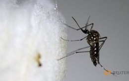 Phát hiện virút Zika lây qua đường truyền máu