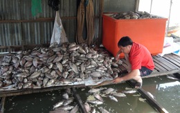Cá chết hàng loạt do nước nhiễm hóa chất