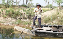 Hàng ngàn nông dân Tiền Giang bỏ tết lo cứu lúa