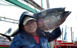 ​Ngư dân khai thác cá ngừ dịp tết lãi lớn