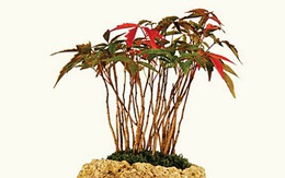 ​Từ Air bonsai nghĩ về hoa tết Việt