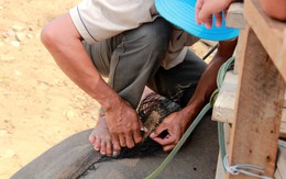 Nhổ lông đuôi voi bán cho du khách