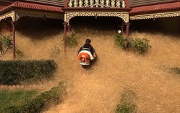 Video loài cỏ kỳ dị "nhấn chìm" thị trấn Úc