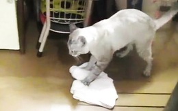 Ngộ nghĩnh chú mèo biết dùng khăn lau sàn nhà