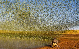 Hàng vạn con vẹt rủ nhau tìm nước trên sa mạc