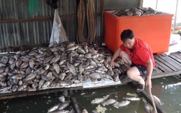 Cá nuôi bè trên sông Cái Vừng tiếp tục chết vì thiếu oxy