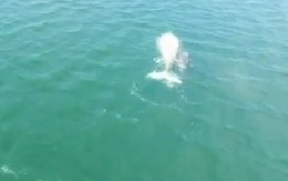 Video mẹ con cá voi bạch tạng cực hiếm trên biển Mexico