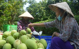 Người Hàn Quốc thích xoài, thơm Việt Nam