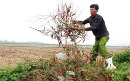 Thương lái bỏ chạy, dân đắng cay đào hố chôn ớt