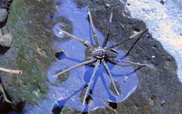 Úc phát hiện nhện biết bơi và bắt cá