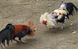 Triệt phá trường gà lớn tại Tiền Giang, bắt 35 con bạc