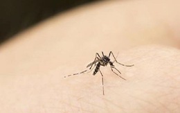 ​Các bệnh do muỗi truyền bùng phát và lây lan mạnh