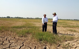 Tiền Giang cứu được 27.000 ha lúa từ hạn, mặn