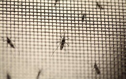 ​Hàn Quốc ghi nhận ca nhiễm virút Zika đầu tiên