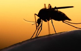 ​Brazil chi gần 140 triệu USD chống các bệnh do muỗi gây ra