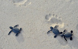 ​Hành động bảo tồn rùa biển Việt Nam