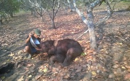 Cứu voi rừng hai tháng tuổi bị rơi xuống giếng