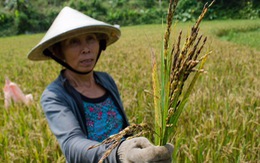 Lúa được hỗ trợ trồng lép hạt, dân khóc ròng