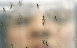Diệt lăng quăng mới ngăn từ gốc sốt xuất huyết, Zika