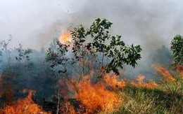 ​Hơn 200 người khống chế đám cháy rừng tràm ở An Giang