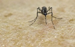 Virút Zika ở Brazil tương đồng với virút Zika ở châu Á