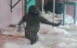 ​Clip chú khỉ đột Lope khiêu vũ gây sốt