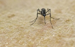 Mỹ công bố Zika lây lan qua tình dục đồng giới