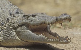 Cá sấu 70kg xuất hiện trên sông Soài Rạp