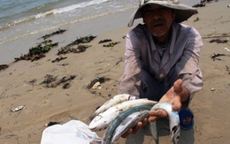 Cá chết hàng loạt ở miền Trung do nước biển ô nhiễm