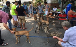 Điểm tin: phong trào nuôi chó H'Mông rộ lên ở Sài Gòn