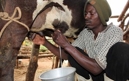 ​Phát hiện enzime trong sữa bò giúp diệt vi khuẩn phá cây ôliu