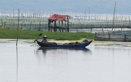 ​Bảo vệ môi trường vùng đất ngập nước ven biển Phú Yên